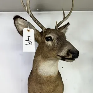 5 PT WHITE TAIL SHOULDER MOUNT