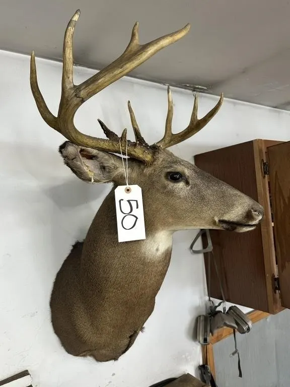 8 PT WHITE TAIL SHOULDER MOUNT