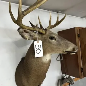 8 PT WHITE TAIL SHOULDER MOUNT