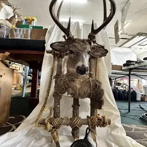 UNIQUE 9 PT WHITE TAIL  MOUNT ON RUSTIC BACKPACK