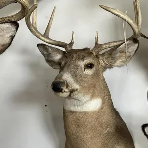 9 PT WHITE TAIL SHOULDER MOUNT