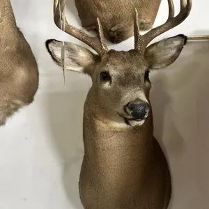 8 PT WHITE TAIL SHOULDER MOUNT
