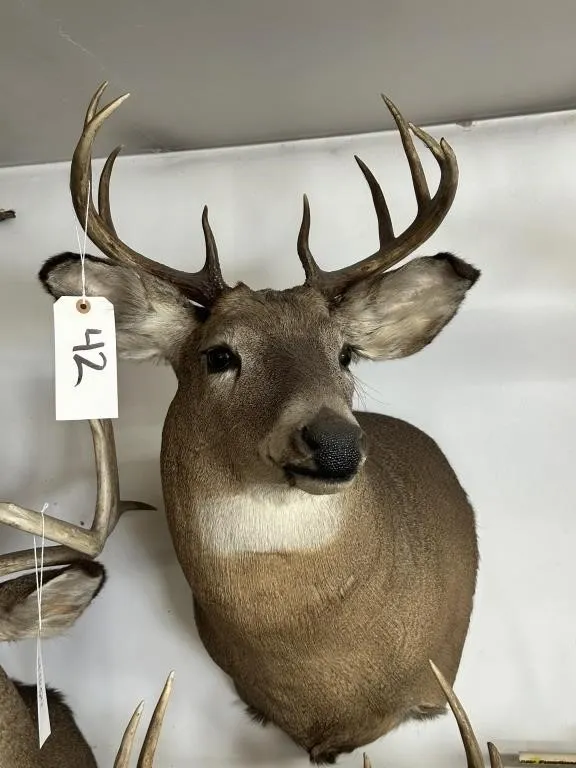9 PT WHITE TAIL SHOULDER MOUNT