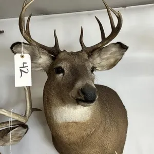 9 PT WHITE TAIL SHOULDER MOUNT