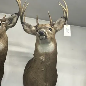 9 PT WHITE TAIL SHOULDER MOUNT