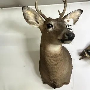 5 PT WHITE TAIL SHOULDER MOUNT