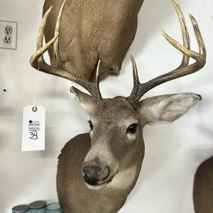 8 PT WHITE TAIL SHOULDER MOUNT