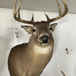 8 PT WHITE TAIL SHOULDER MOUNT