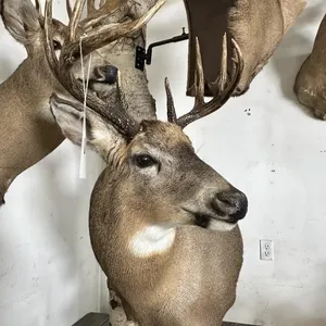 8 PT WHITE TAIL SHOULDER MOUNT