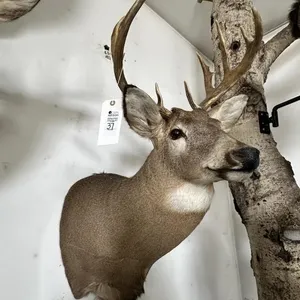 9 POINT WHITE TAIL SHOULDER MOUNT-SWIVEL