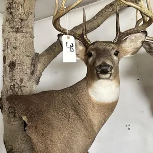 8-9 PT WHITE TAIL SHOULDER MOUNT-SWIVEL