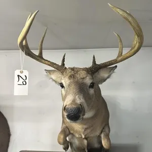 8 PT WHITE TAIL SHOULDER MOUNT - JUMPING POSE