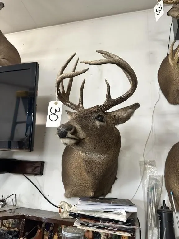 9 PT WHITE TAIL SHOULDER MOUNT
