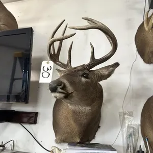 9 PT WHITE TAIL SHOULDER MOUNT