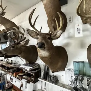 9 PT WHITE TAIL SHOULDER MOUNT