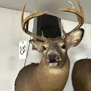 9 PT WHITE TAIL SHOULDER MOUNT