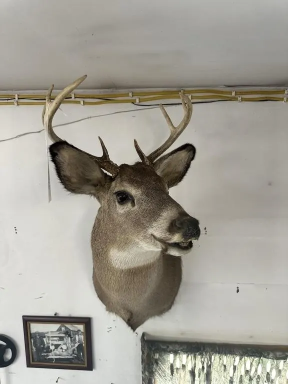 8 PT WHITE TAIL SHOULDER MOUNT