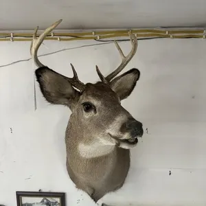 8 PT WHITE TAIL SHOULDER MOUNT