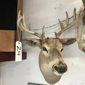 10 PT WHITE TAIL SHOULDER MOUNT