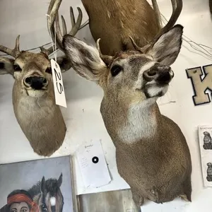 8 PT WHITE TAIL SHOULDER MOUNT