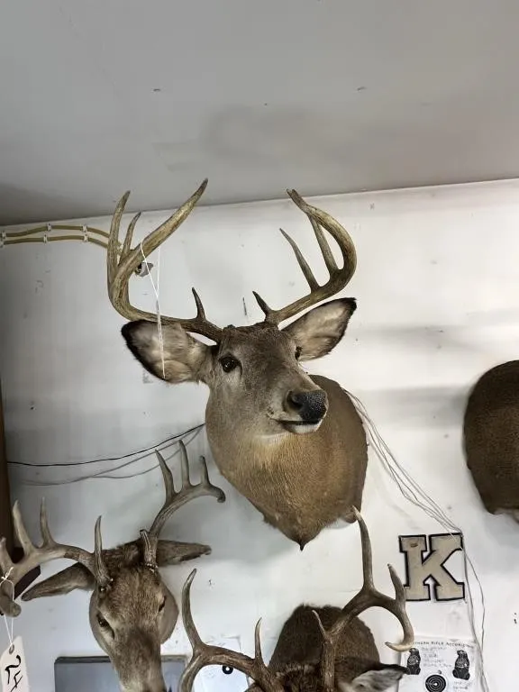 8 OR 9 PT WHITE TAIL SHOULDER MOUNT