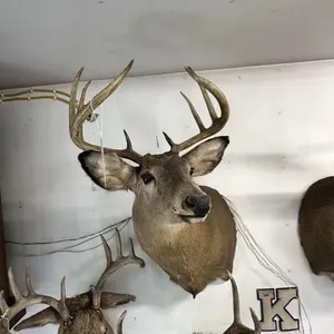 8 OR 9 PT WHITE TAIL SHOULDER MOUNT