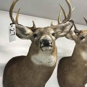 8 PT WHITE TAIL SHOULDER MOUNT