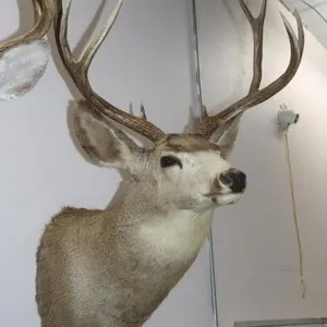 9 Point Deer Shoulder Mount 24"w x 39"H