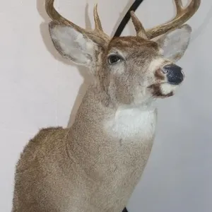 8 Point Deer Shoulder Mount 16.5"W x 33"H