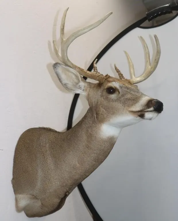 8 Point Deer Shoulder Mount 15"W x 27"H
