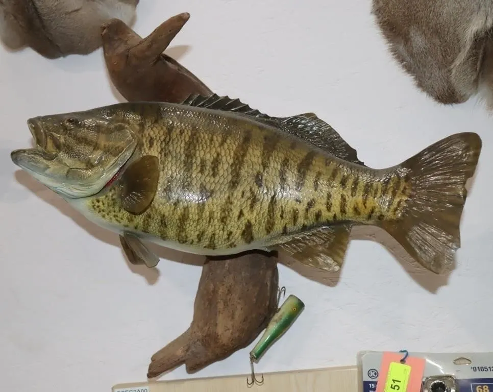 Smallmouth Bass Mount On Driftwood 19"x8.5"x17"