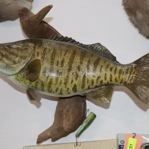 Smallmouth Bass Mount On Driftwood 19"x8.5"x17"