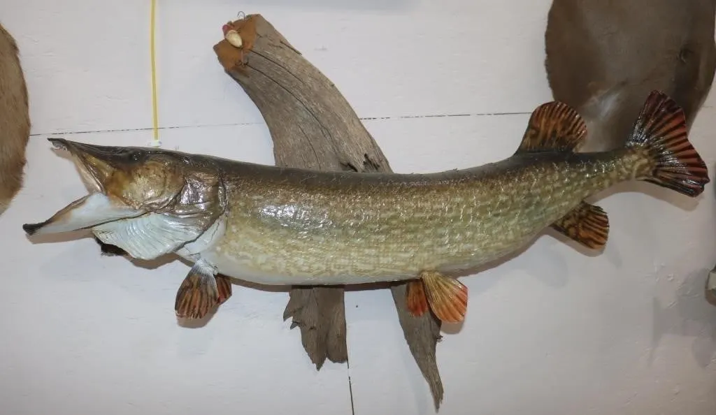 Northern Pike Mount on Driftwood 38"x10"x25"