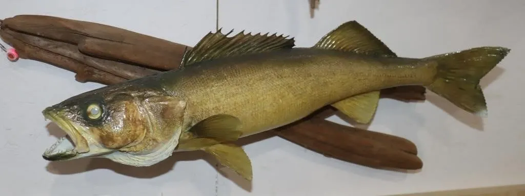 Walleye Mount on Driftwood 24"x6"x8"