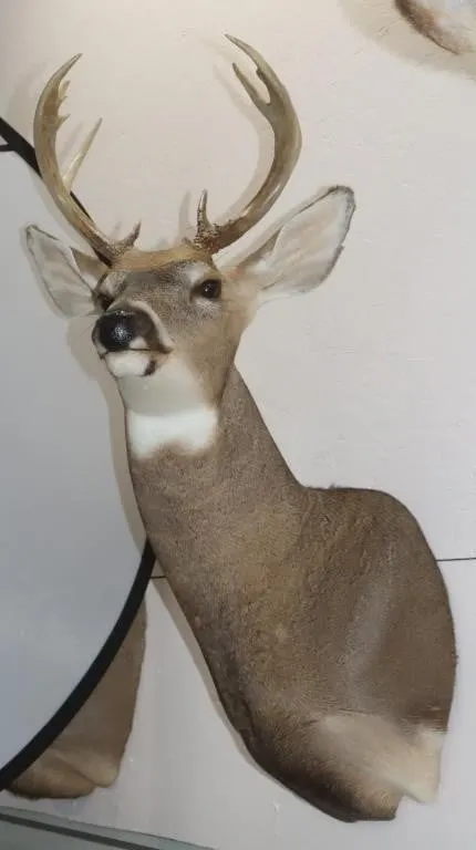 8 Point Whitetail Deer Shoulder Mount 16"W x 35"H