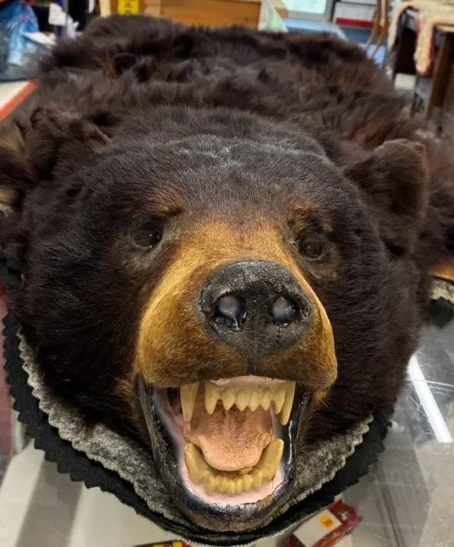Bear Rug. 5ft Long x 65" Wide. *NO SHIPPING