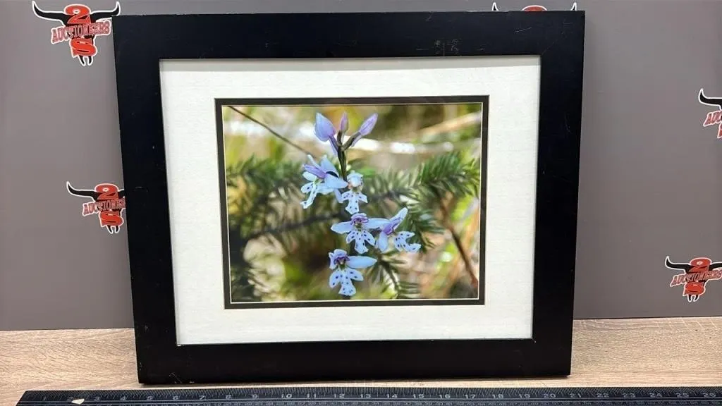 Framed Picture of Round Leaf Bog Orchid 16�W x