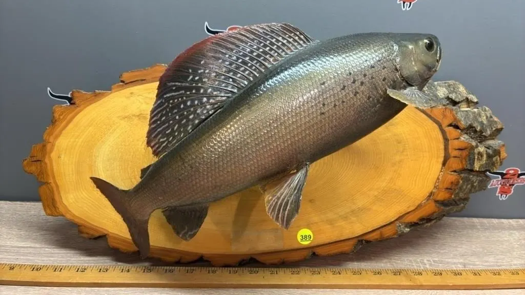Taxidermy Arctic Grayling. 16�L From Lip To Tail