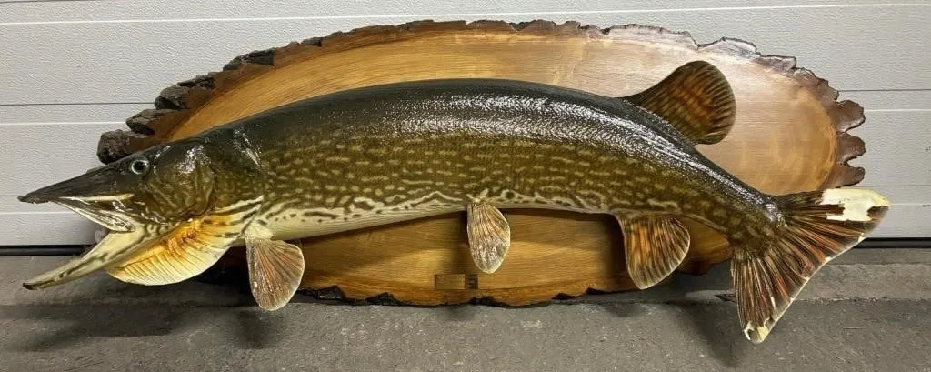 Taxidermy Giant Pike. 39� From Lip To Tail Tip.