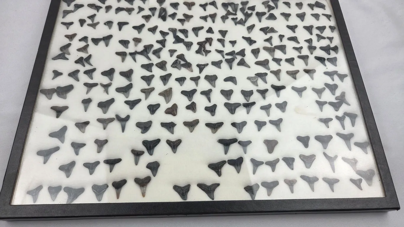 Collection of fossilized sharks teeth