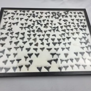 Collection of fossilized sharks teeth