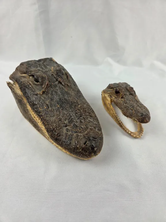 Pair of Alligator Heads