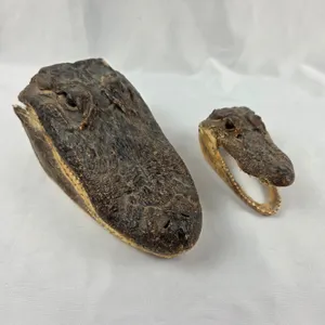 Pair of Alligator Heads