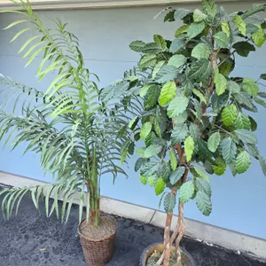 Pair of Large Faux House Plants