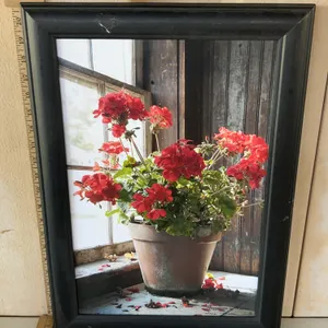 Geraniums In Window Wall Picture 15''X21''