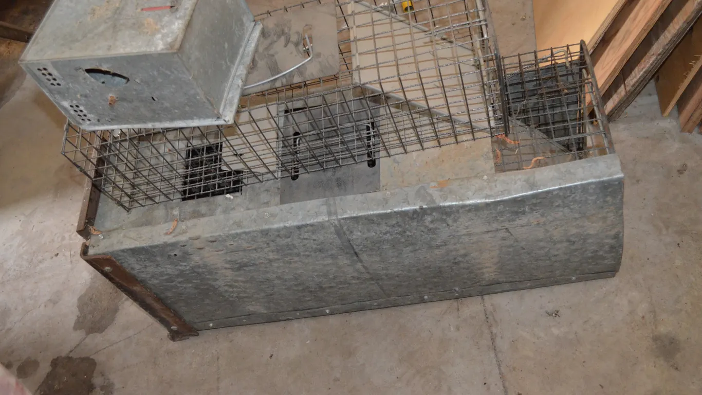 Skunk Trap Raccoon Trap, Mouse Trap