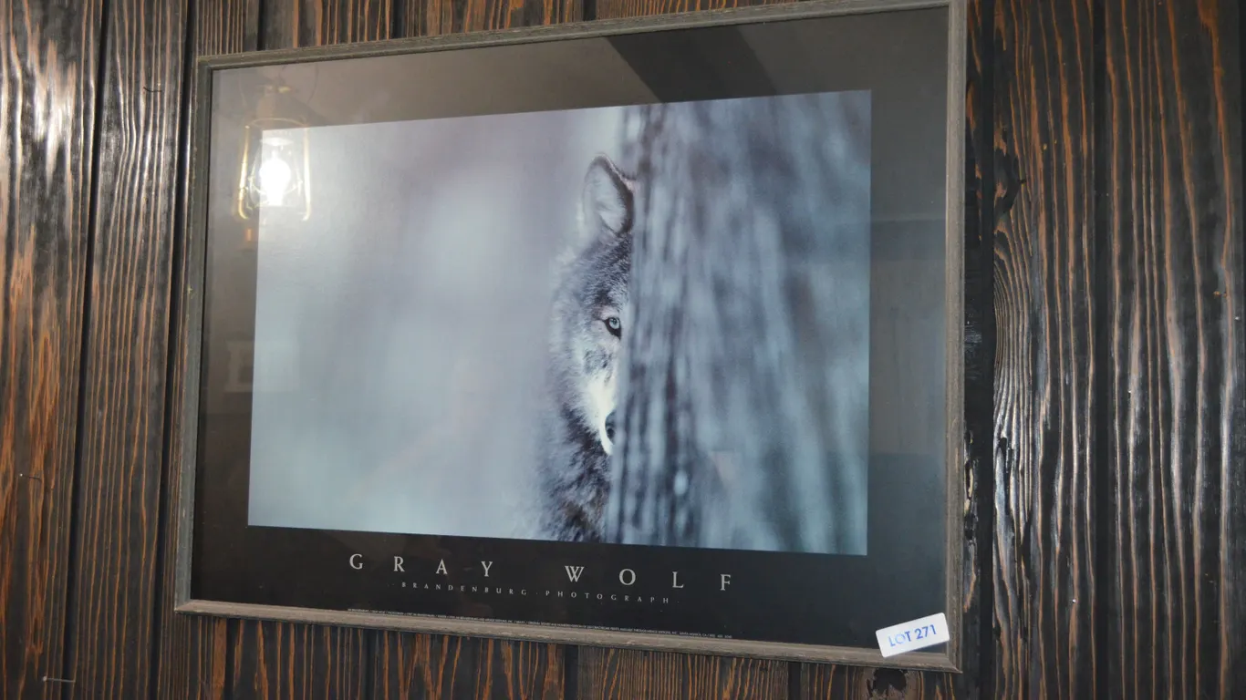 Grey Wolf Picture