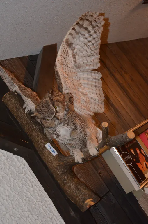 Mounted Owl on Branch