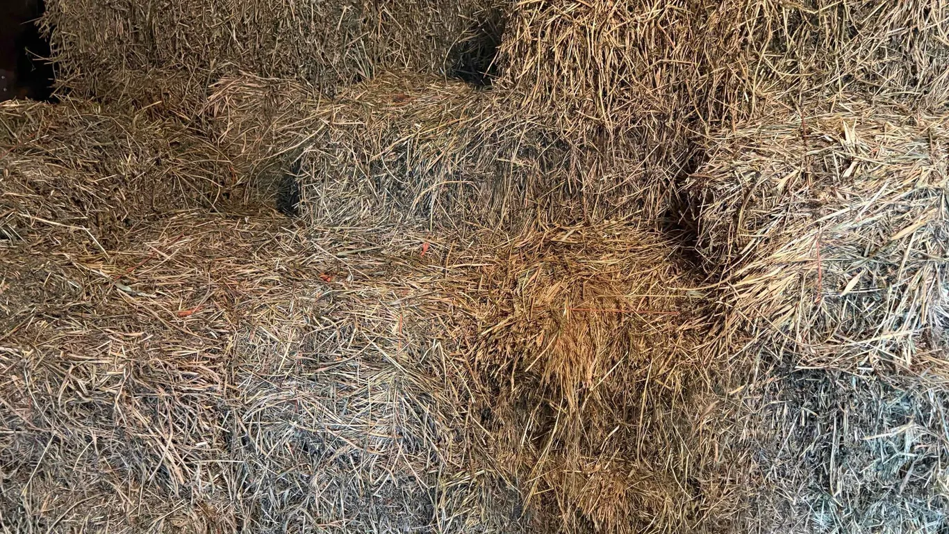 46 Alfalfa Bales
