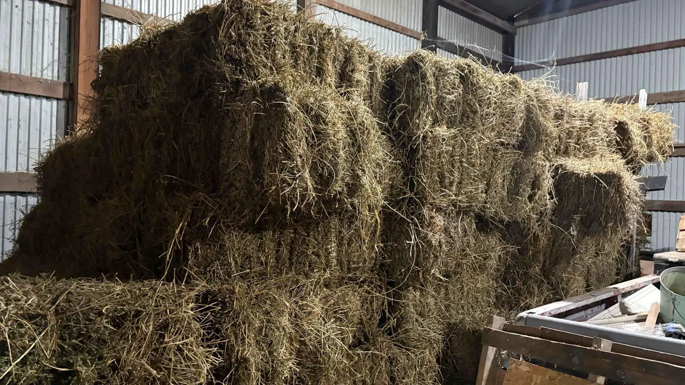 50 Alfalfa Bales